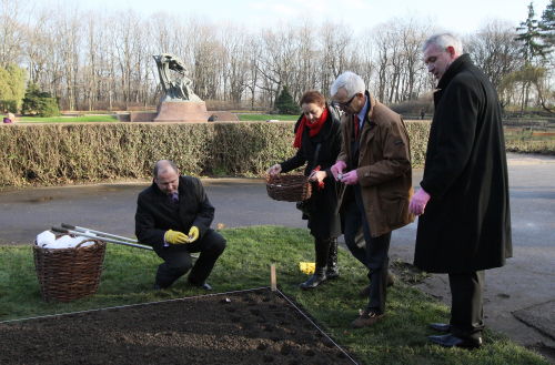 Wyjątkowa odmiana tulipanów przy pomniku Chopina w Warszawie